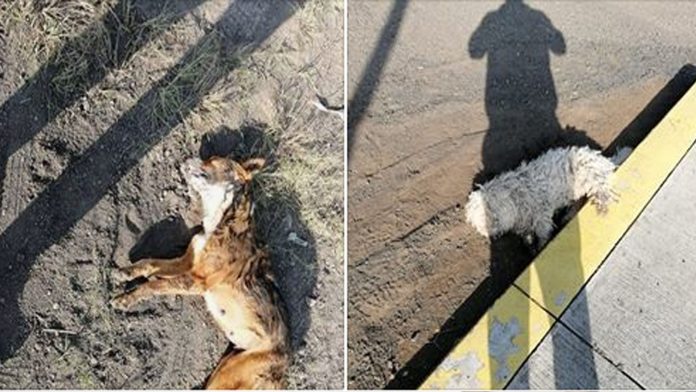 Denuncian envenenamiento masivo de perritos en fraccionamiento de Morelia