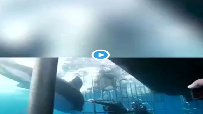 VIDEO (+18): Tiburón blanco muere tras atorarse en jaula de turistas