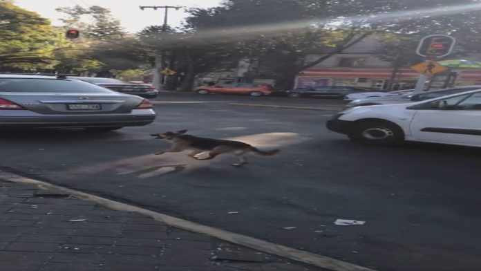 Video: Perrito persigue el auto de las personas que lo abandonaron