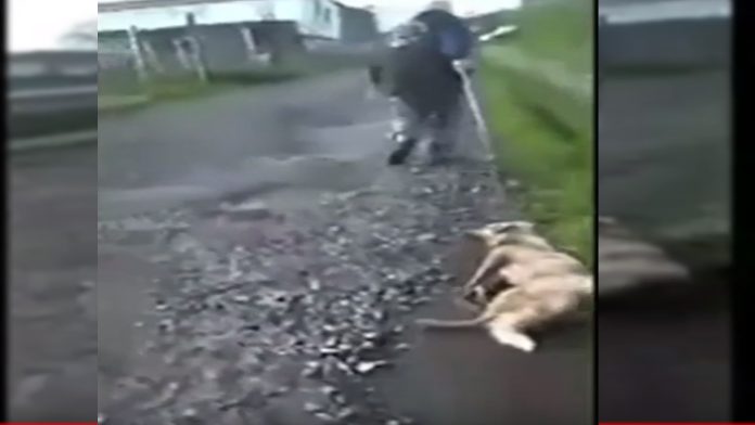 Video (+18): Hombre golpea, arrastra y le dispara a perrita que acababa de parir