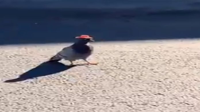 Video Viral: Aparecen palomas con sombreros vaqueros en Las Vegas