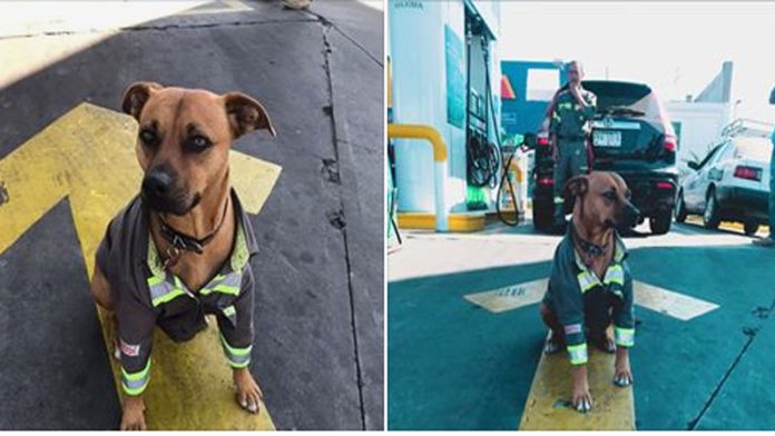 Gasolinera michoacana le da trabajo a un perrito callejero