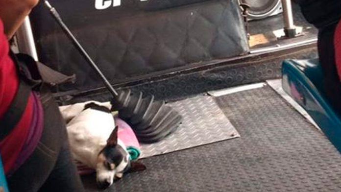 Buscan a perrito copiloto de chófer de la ruta 1 en Morelia