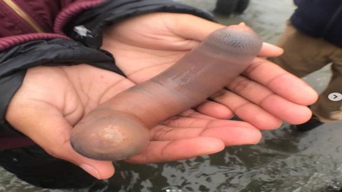 Peces pene invaden playa en California