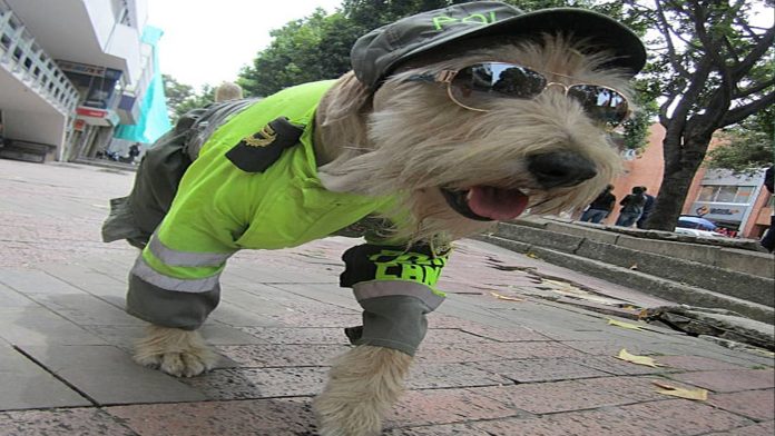 Perritos callejeros de Morelia podrían ser entrenados para ser policías