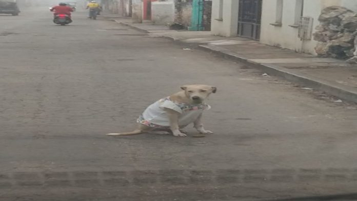 Artesanos visten a perrita con huipil para protegerla del frío y se hace viral