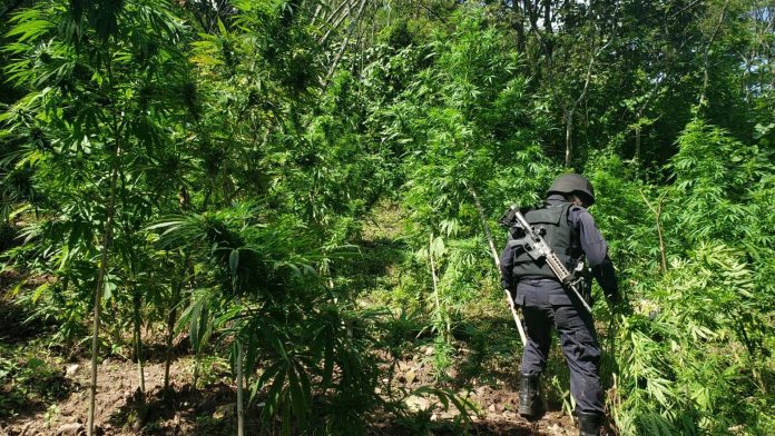 En 2019, aseguró SSP más de 3 mil 900 kilos de drogas  