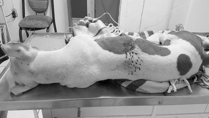 Perrita pitbull muere luego de que niños le pusieran un cuete en el ojo