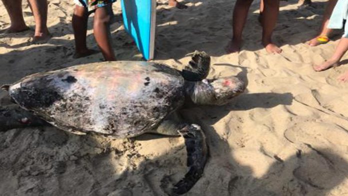 Alrededor de 300 tortugas murieron en playas oaxaqueñas por marea roja