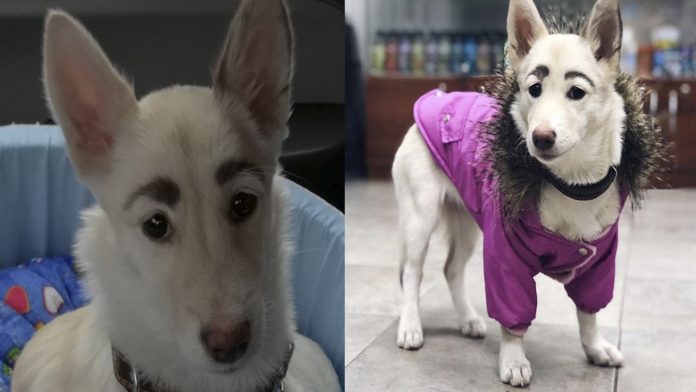 Perrita con parecido a Frida Kahlo rompe las redes sociales