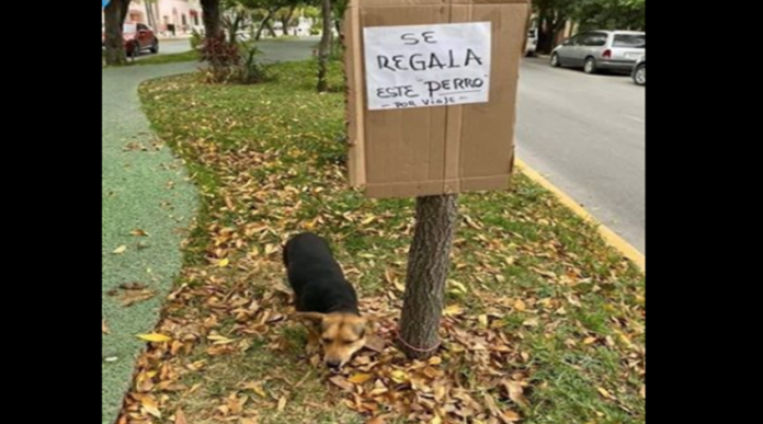 Para irse de viaje, familia regala a su perro; lo dejaron amarrado a un árbol con un letrero