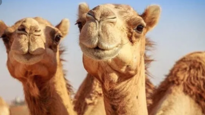 Sacrificaran miles de camellos en Australia por escasez de agua