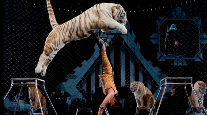 Morena regresaría animales a los circos; 