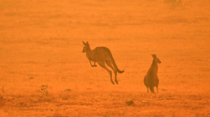 Más de mil millones de animales han muerto por incendios en Australia