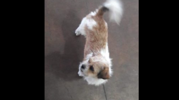 En Uruapan: Abandona a su perro en la central porque chófer se negó a subirlo a camión