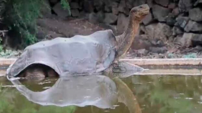 tortuga gigante de la isla Española