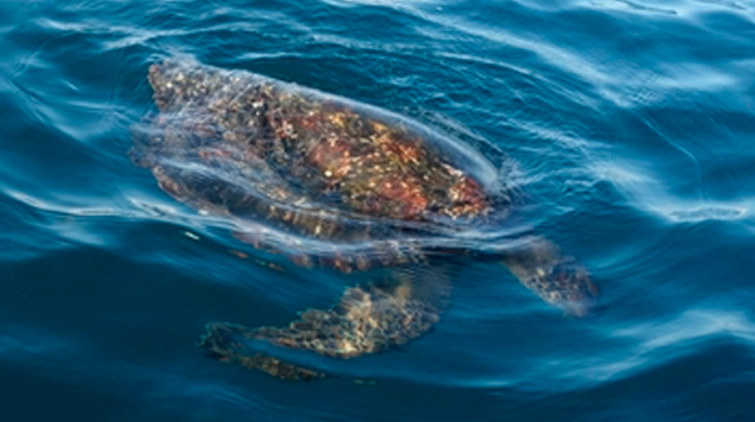 Por marea roja, mueren tortugas en playas de Oaxaca