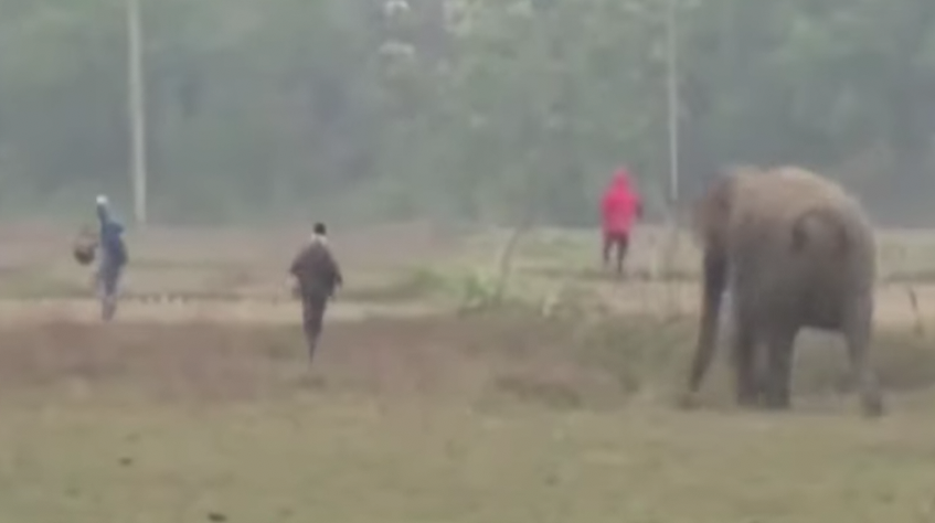 VIDEO: Turistas en La India son atacados por elefante VIDEO: Turistas en La India son atacados por elefante