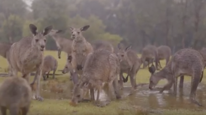 VIDEO: Animales australianos celebran la llegada de la lluvia