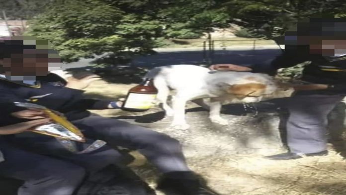 Video: Estudiantes de CBTIS se graban embriagando a un perro