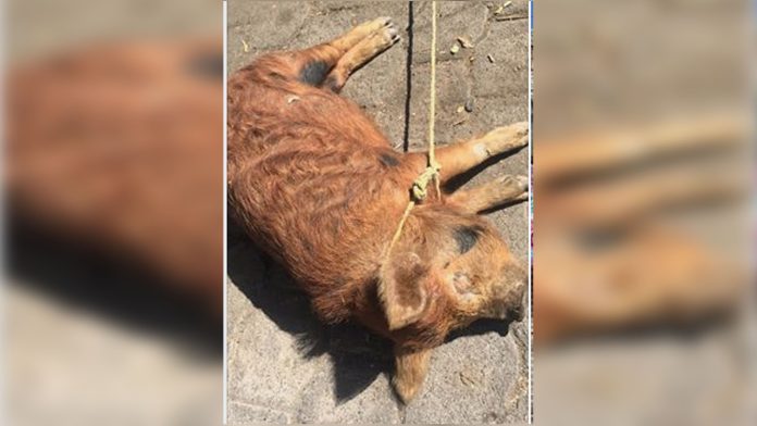 Denuncian maltrato animal en Morelia; amarran a puerquito bajo el sol por horas
