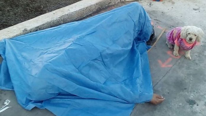 México: Perrito resguarda el cuerpo sin vida de su dueño