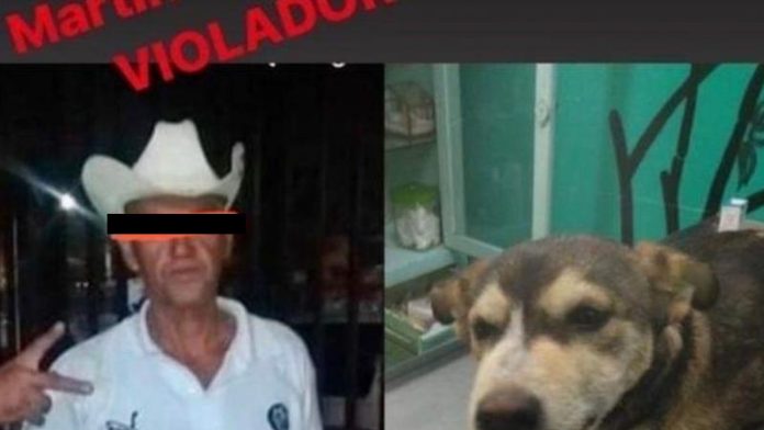 México: Hombre que violó a perrita podría salir en libertad bajo fianza