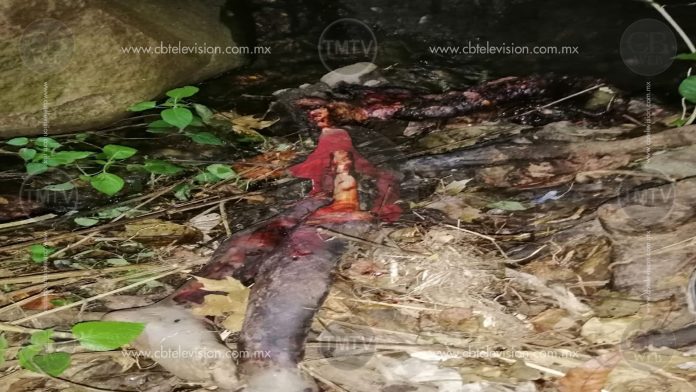 Michoacán: Encuentran restos humanos siendo devorados a por animales