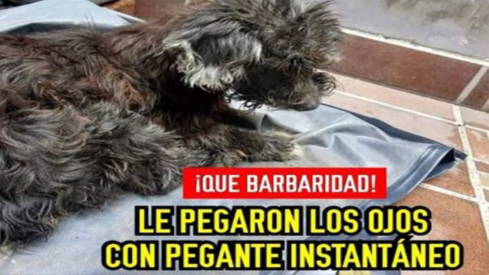 Abandonan a perrito y pegan sus ojos para que no regrese