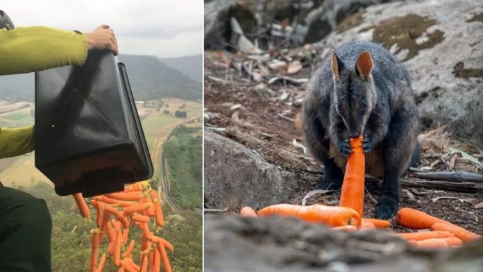 Muertos mil millones de animales por incendios en Australia; lanzan comida desde helicópteros a los que sobreviven