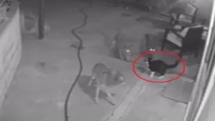 Video: Gatito se enfrenta a coyotes para salvar a su dueña