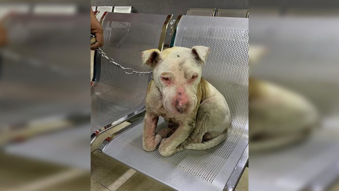 Liberan a hombre que quemó a perrita porque ladraba mucho