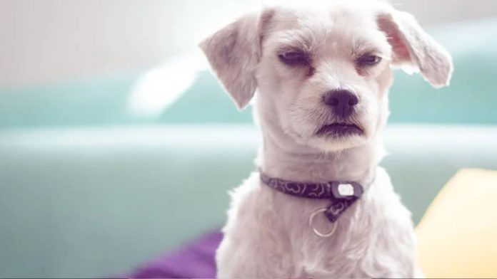 ¡Canhijos con sexto sentido! Tu perrito podría odiar a quien te rompió el corazón