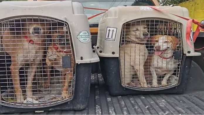 Perritos callejeros de México serán llevados a Canadá para ser adoptados