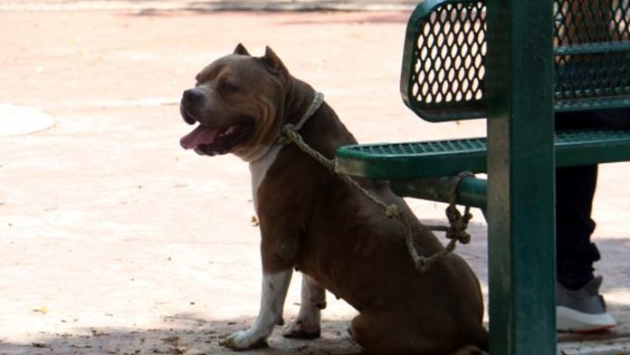 En Estados Unidos 42 perritos son rescatados eran utilizados para peleas clandestinas