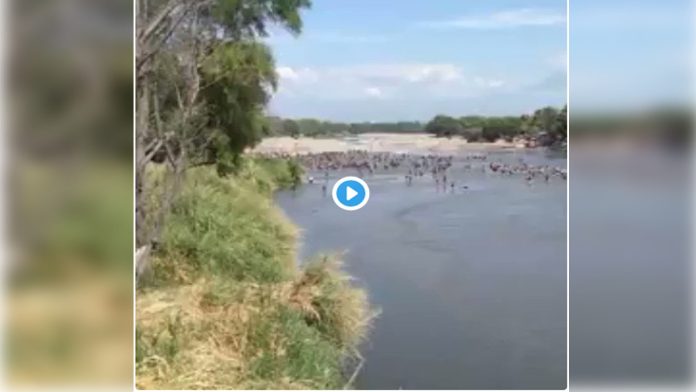 Video: Migrantes centroamericanos ingresan a México