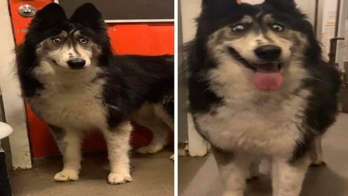 Abandonan a perrito por tener una malformación