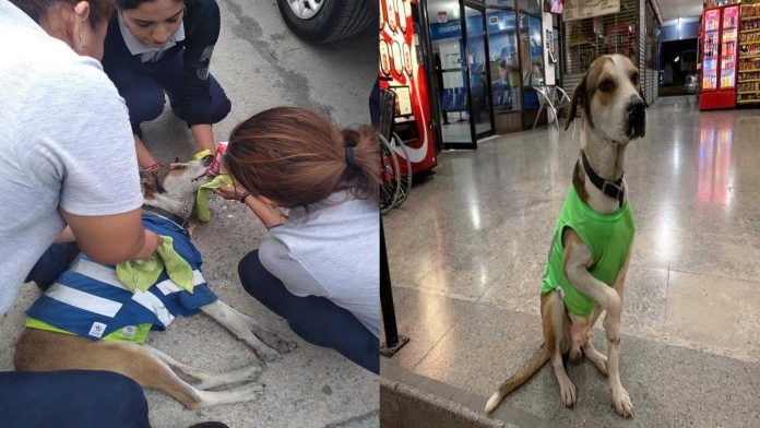 Envenenan a perrito que trabajaba en la terminal de autobuses