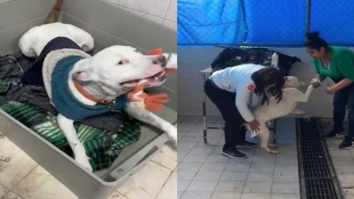 Pasa en México: Arrestan a perro por tirar a un niño y recibe pena de muerte