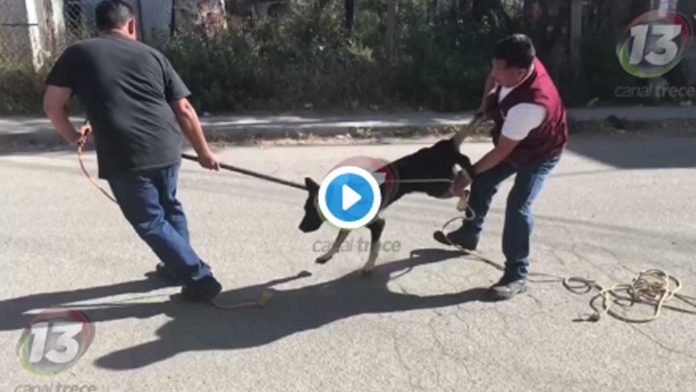 Video: Autoridades maltratan perritos callejeros con cuerdas