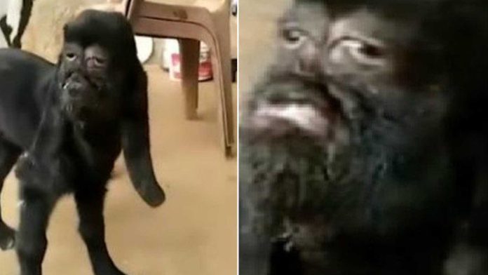 Video: Cabra con cara humana es venerada como un Dios