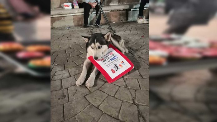 Perrito enfermo vende cupcakes para pagar su tratamiento