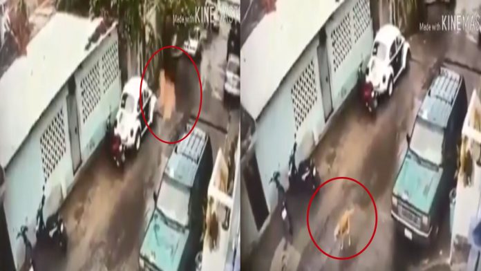 Video: Buscan a jóvenes que lanzaron a un perrito desde un edificio