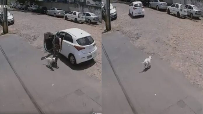 Video: Abandonan dos veces en un día a perrito sin patitas