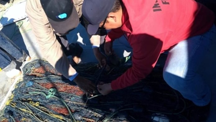 Recuperan 3 kilómetros de redes totoaberas ilegales en Alto Golfo de California