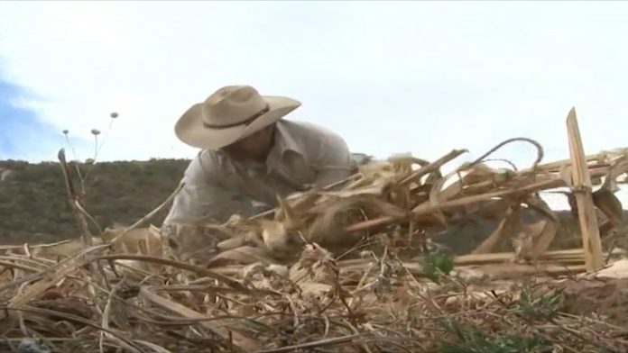 Llaman a comparecer al titular de la SEDRUA; Urge atender al sector del campo: Diputados