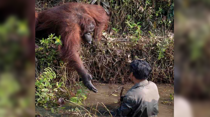Viral: Orangután ofrece su mano para ayudar a hombre que quedó atascado en un río