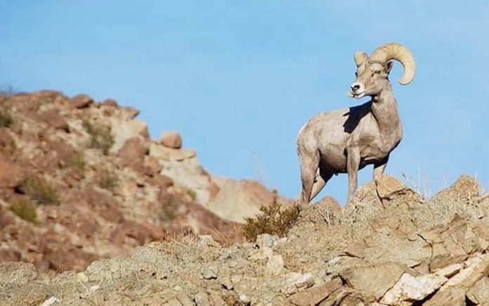 En BCS y Sonora, la cacería de Borrego Cimarrón está autorizada