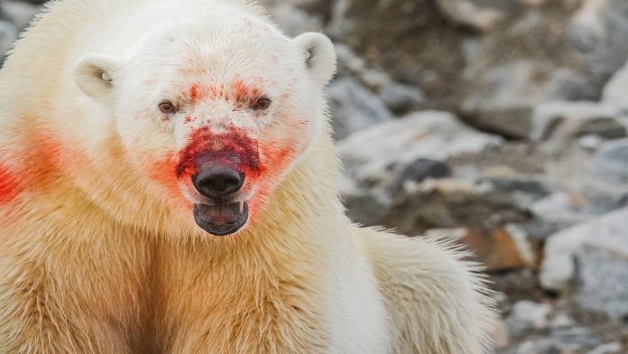 Oso polar