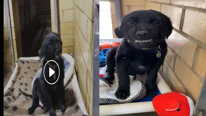 Video: Perrito le sonríe a todos en el refugio para que lo adopten